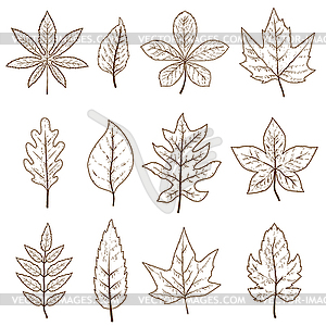 Set of autumn leaves . design element - vector clip art