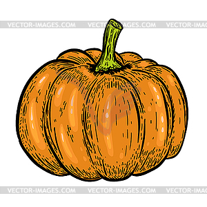 Pumpkin s  - vector image