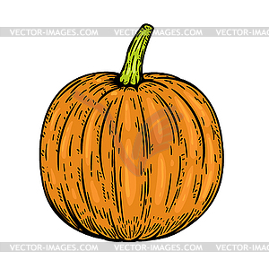 Pumpkin s  - vector clip art