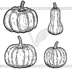 Set of pumpkin s . Design elements for emblem, sign - vector image