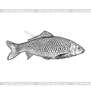 Carp fish . Design elements for poster, menu, - vector clip art