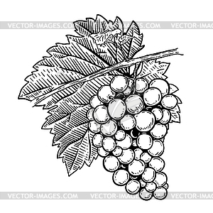 Grape . Design elements for poster, menu, banner, - vector clipart