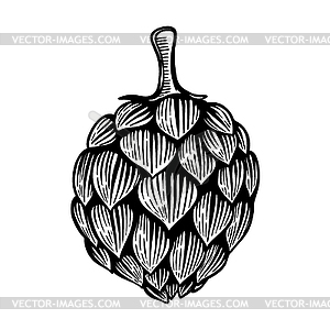 Beer hop in engraving style . Design element for - vector clip art