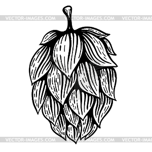 Beer hop in engraving style. Design element for - vector image