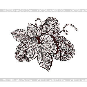 Beer hop in engraving style. Design element for - vector image