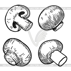 Set of mushrooms s. Design elements for poster, - vector image