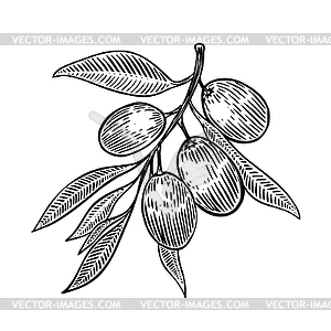 Olive brunch in engraving style Design element for - vector clipart