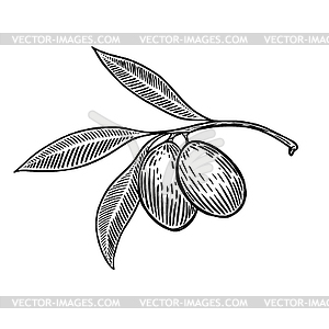 Olive brunch in engraving style Design element for - vector image