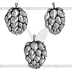 Set of beer hop s. Design element for logo, label, - vector image