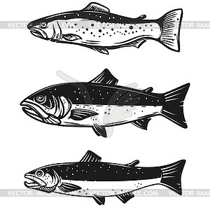 Set of trout fish . Design element for poster, - vector image