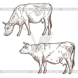 Set of cow . Design element for poster, emblem, - stock vector clipart