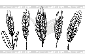 Set of wheat s . Design element for logo, label, - vector clipart