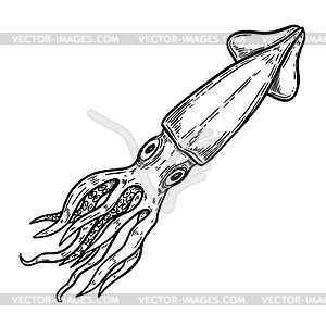 Squid . Design elements for logo, label, emblem, - vector clip art