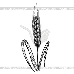 Wheat in engraving style. Design element for logo, - vector clipart