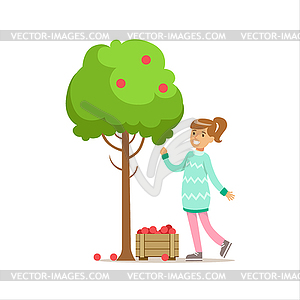 Girl Picking Up RIpe Red Apples of Tree Helping In - vector clipart