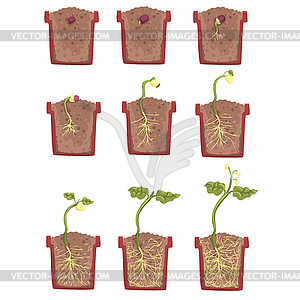 Plant Seed Growth, Development And Rooting Inside - vector image