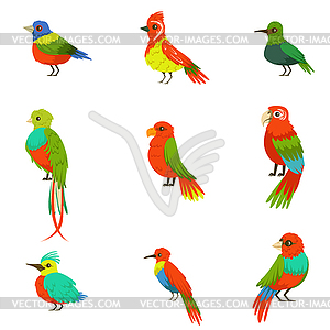 Exotic Birds of Jungle Rain Forest Set Of Colorful - vector clipart