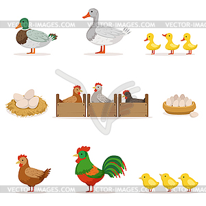 Farm Birds Grown For Meat and For Laying Eggs, - vector clipart