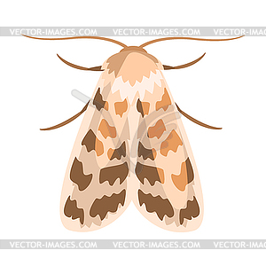 Ash sphinx moth or manduca jasminearum. Colorful - vector clipart