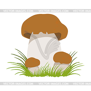 Boletus, autumn cep, edible forest mushrooms. - vector clipart