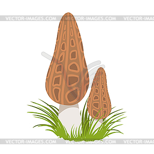 Morel, morchella conica, edible forest mushrooms. - vector image