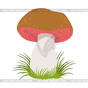 Tylopilus felleus, edible forest mushrooms. Colorfu - vector clipart