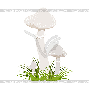 Amanita phalloides, poisonous mushrooms. Colorful - vector clip art