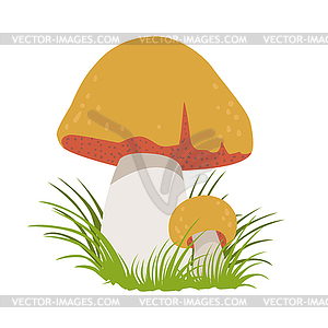 Boletus edulis, edible forest mushrooms. Colorful - vector image