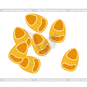 Pipette rigate pasta. Uncooked italian pasta, - vector clip art