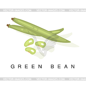 Green Bean Pod , Infographic With Realistic - vector image