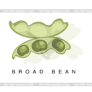 Broad Bean Pod, Infographic With Realistic - vector image