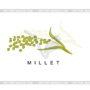 Millet Ear, Infographic With Realistic Cereal Crop - vector clip art