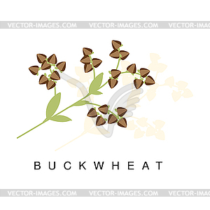 Buckwheat Ear, Infographic With Realistic Cereal - vector image