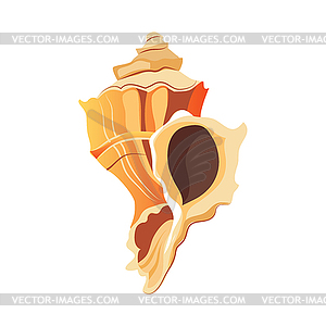 Rapana shell. An empty shell of sea mollusk. - vector image