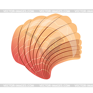 Scallop seashell, an empty shell of sea mollusk. - vector clipart