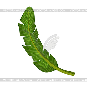 Green palm leaf. Colorful cartoon - vector image