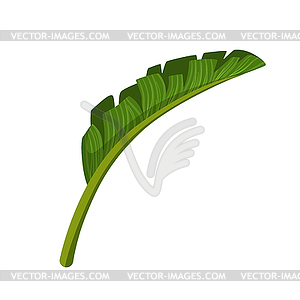 Green leaf of palm tree. Colorful cartoon - vector clipart