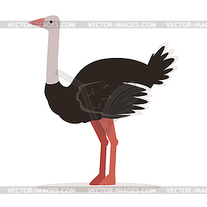 Domestic ostrich, poultry breeding - vector clipart / vector image