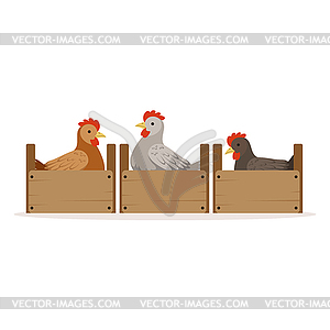 Chicken sitting in wooden perches, breeding - vector clipart