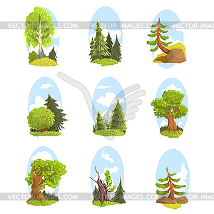 Natural landscape with various trees set. Coniferou - vector clipart