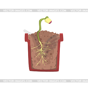 Plant growing of seed of bean in pot with ground - vector EPS clipart