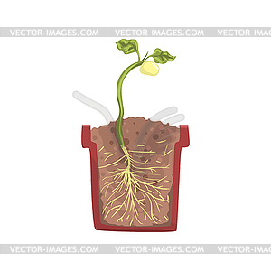 green beans growing clipart