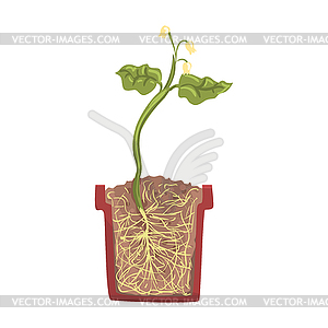 Green plant growing in pot with ground soil, stage - royalty-free vector image