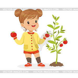 Sweet little girl picking tomatoes in garden, kids - vector clipart