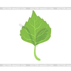 Birch tree green leaf - vector clipart