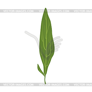 Зеленый лист ивы - клипарт
