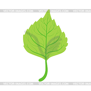 Linden tree green leaf - royalty-free vector clipart