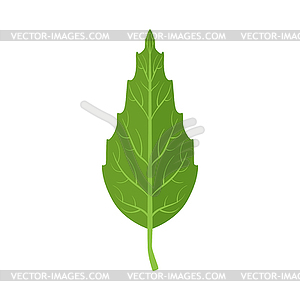 Beech tree green leaf - vector image