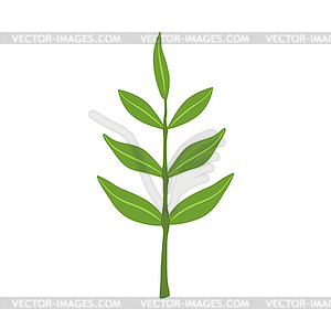 Ash tree green leaves - vector clip art