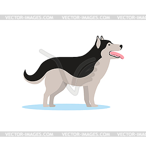 Сибирская хриплая собака, вид сбоку - векторный клипарт / векторное изображение